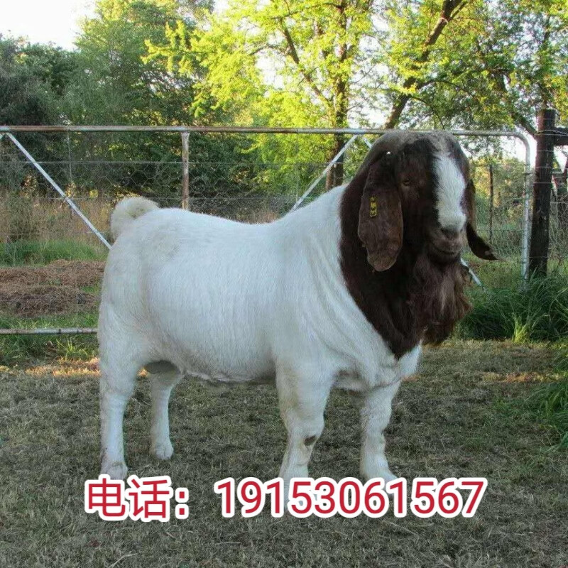 波尔山羊纯种小羊活体活苗羊羔种公羊怀孕母羊羊崽活羊种羊养殖