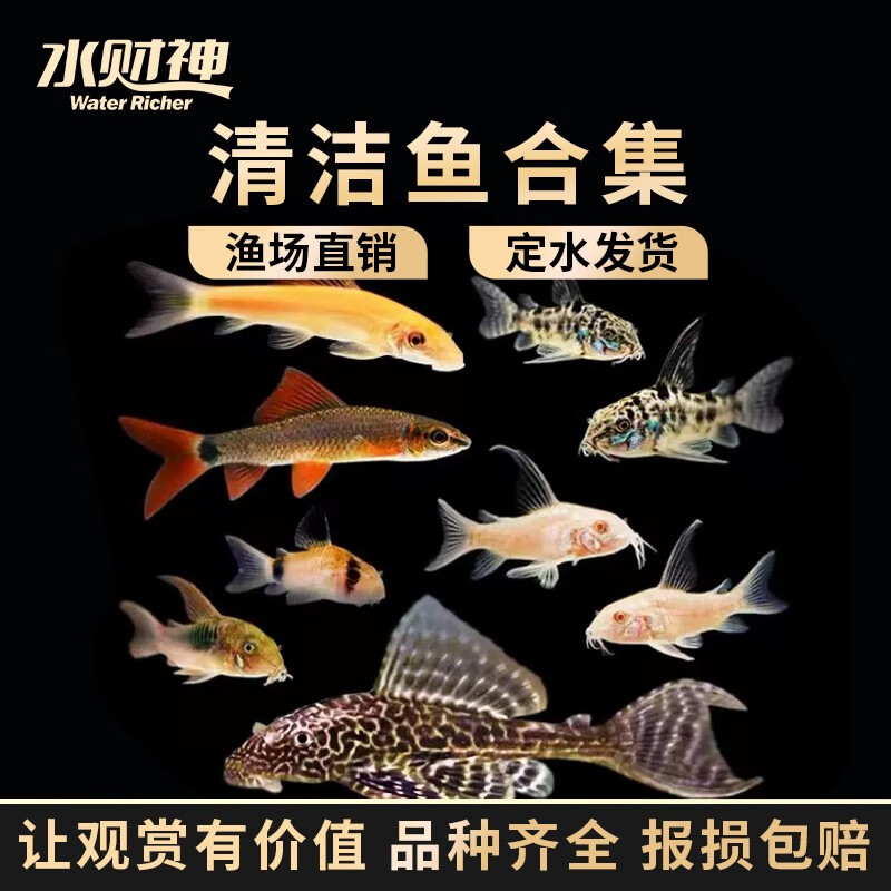 水财神活体小型冷水清洁理鱼缸吃便垃圾金苔鼠除藻热带工具 清洁鱼