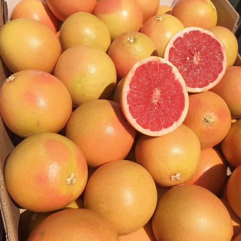 南非西柚葡萄柚当季新鲜红心柚子补充叶酸水果 8个(单果250-320克)