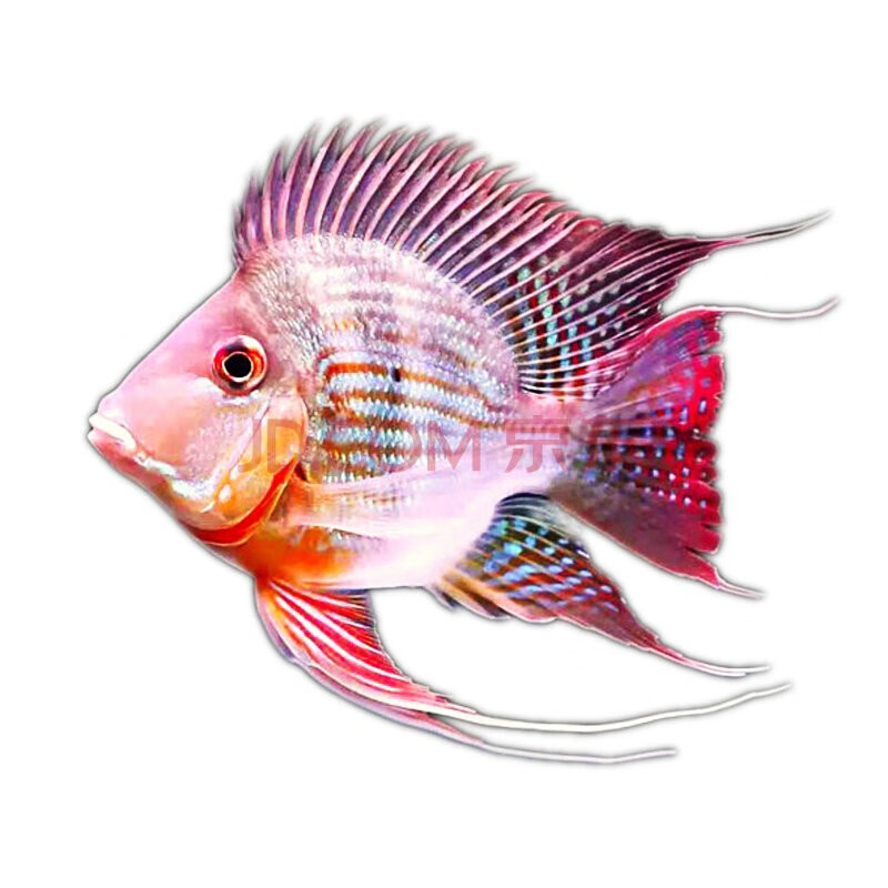 瀚幻关刀鱼活体南美食土鲷元宝凤凰鱼红珍珠关刀斯威尼蓝宝石白子赤丽