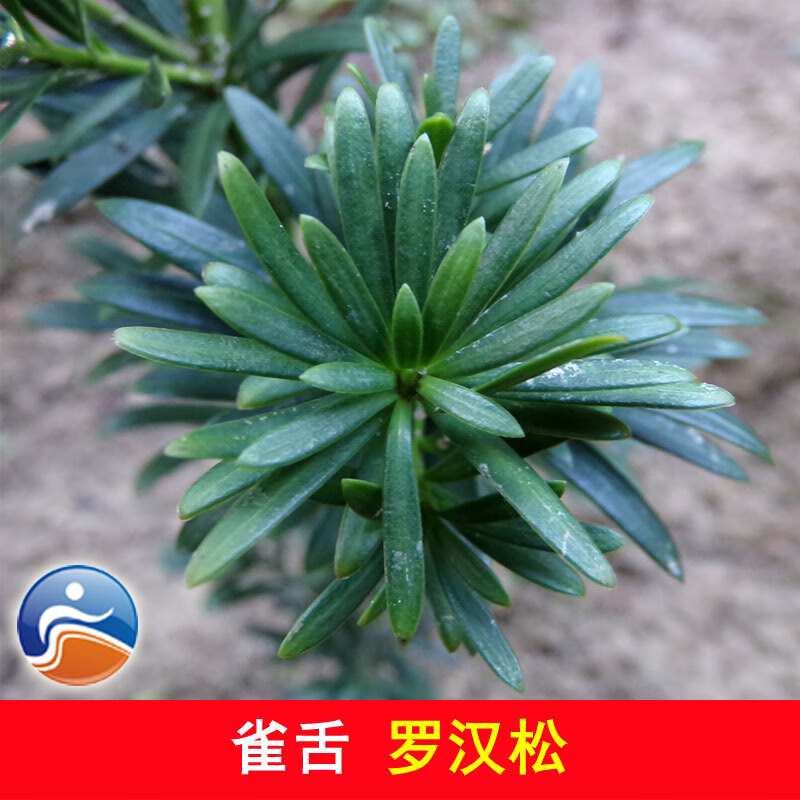 文静花坊  雀舌罗汉松苗 小叶罗汉松树苗 枝多叶小而密盆栽绿植罗汉松