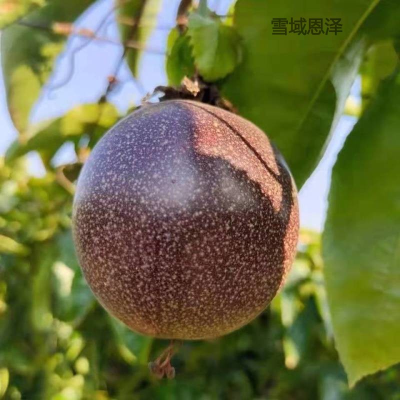 雪域恩泽【开果器】云南新鲜百香果大果5斤2斤装