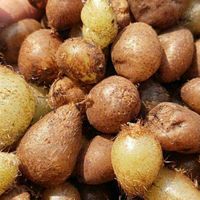 有仁堂石黄皮 凤凰蛋 肾蕨 新鲜 500克 500g