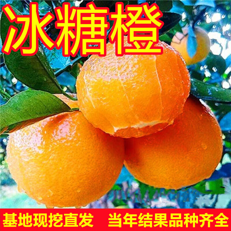 嫁接橙子树苗赣南脐橙果冻橙冰糖橙冰糖红江橙子苗特大纽荷尔脐橙苗