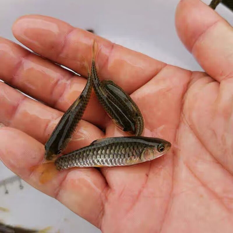 婷越岚清波鱼苗淡水养殖本地稀有高端活物青板中华倒刺鲃 2-4厘米10条