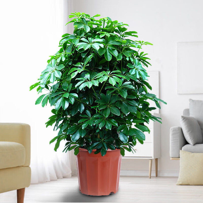 京佳乐鸭脚木盆栽八方来财大型绿植物室内绿植发财树金钱树幸福树平安