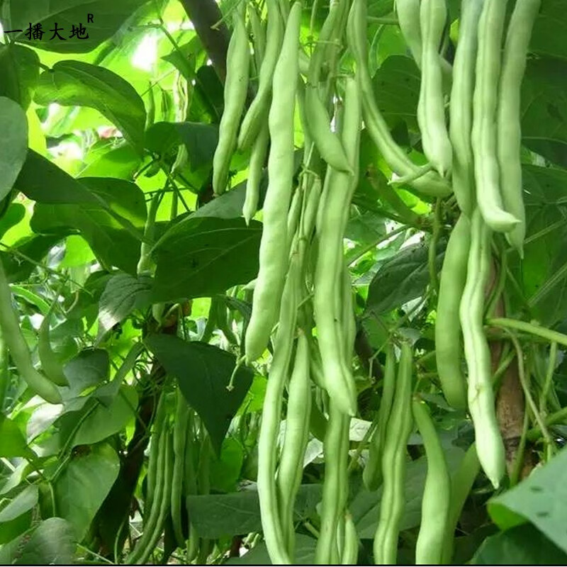 一播大地 四季架豆王  四季豆蔬菜种子菜籽 阳台种菜 盆栽 梅豆 架豆