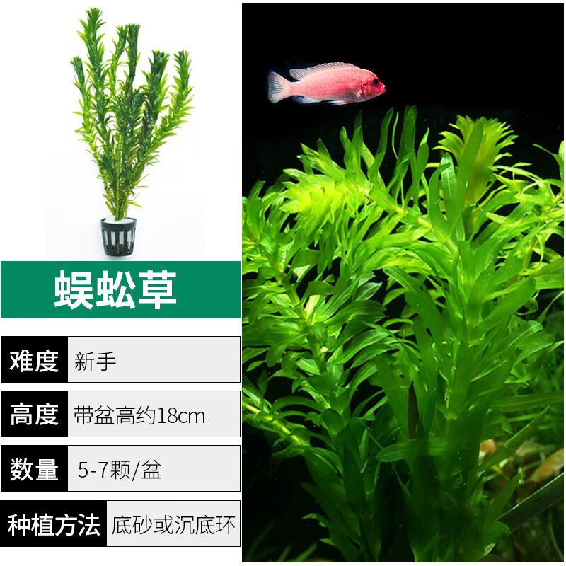 蜈蚣草 相关京东优惠商品人气升序排行榜 价格图片品牌优惠券 虎窝购