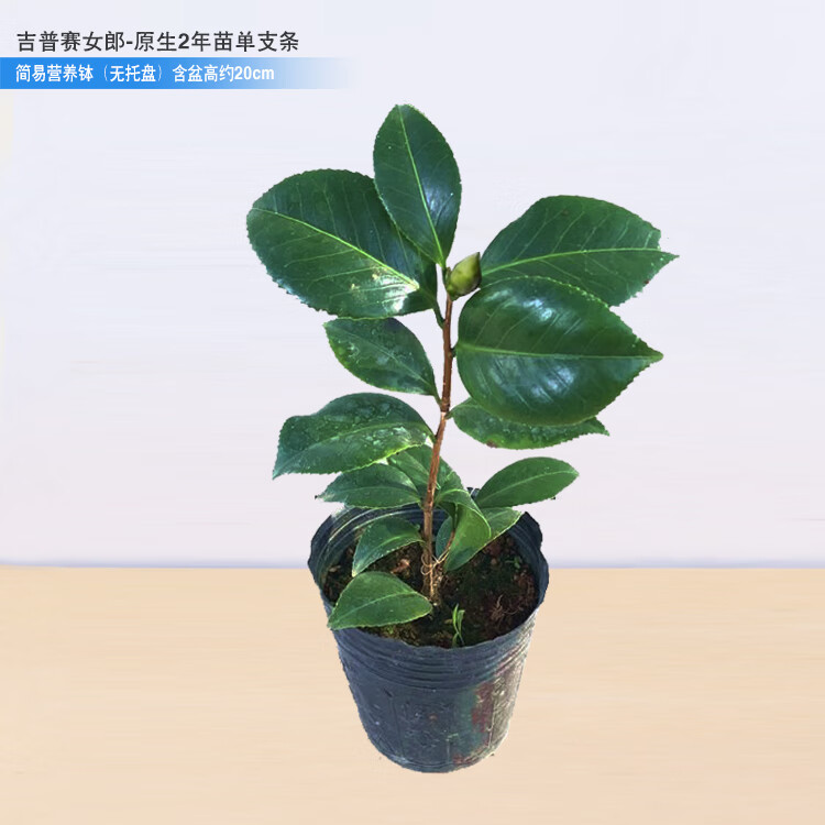 茶花花草林木种植庭院树风景树过年开花 吉普赛女郎2年单杆苗含盆高约