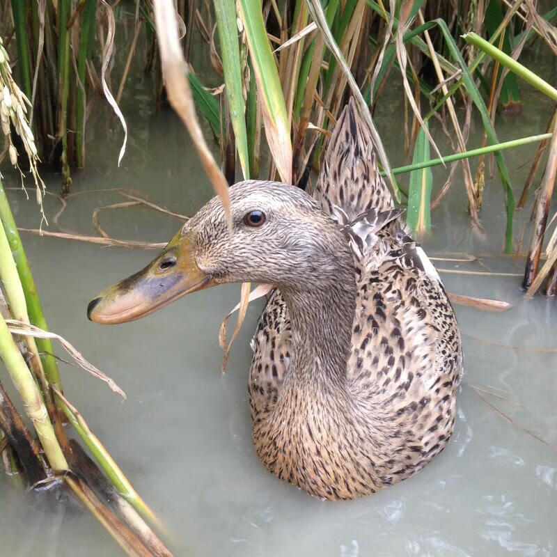 苏墨老品种小香鸭3年老鸭贵州稻田麻鸭土鸭农家散养水鸭老鸭汤老母鸭