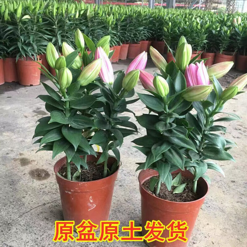 元井    香水百合花盆栽带花苞花苗百合盆栽鲜花庭院阳台四季花卉