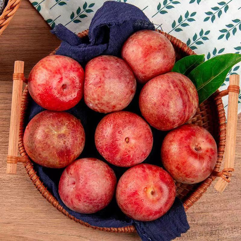 驰振新疆恐龙蛋李子酸甜红布林红李子新鲜孕妇水果 1斤美味尝鲜装