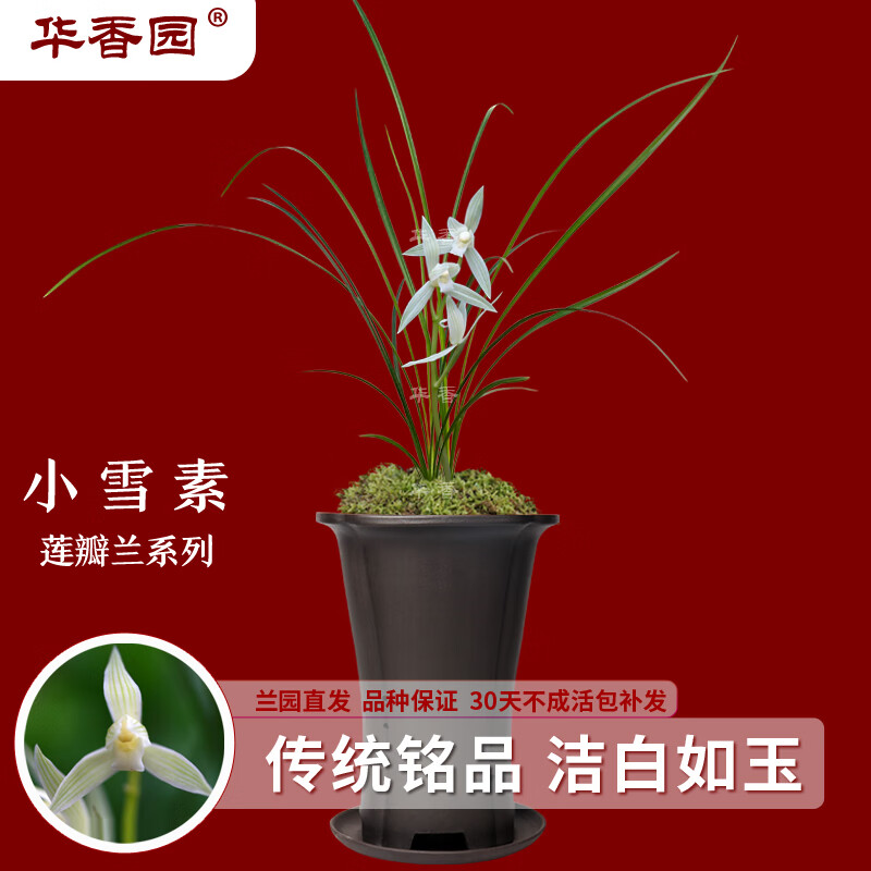 华香园兰花 小雪素 莲瓣兰 白花素心 幽香型 不带花苞办公室内盆栽盆景耐阴绿植绿植盆栽花卉 小雪素2苗连体裸根 不带花苞