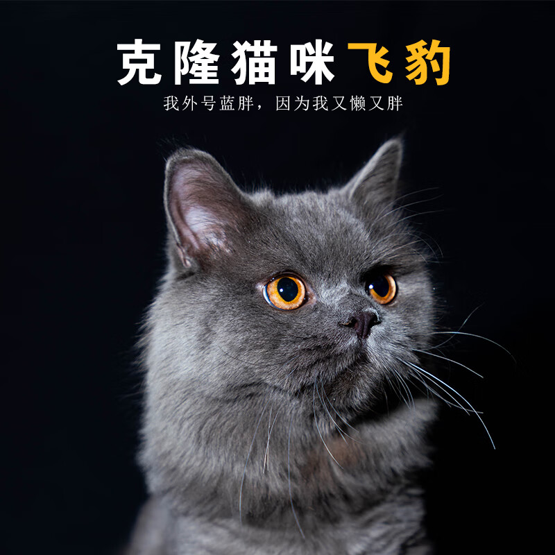 8万元 不参与其它任何活动咨询客服 克隆猫咪158000元(拍1000份)