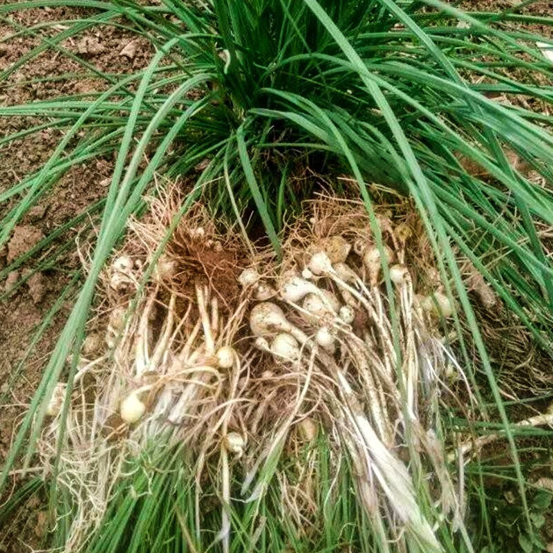 三千苗 小根蒜种子大脑瓜山蒜种籽四季春季秋季阳台盆栽农家蔬菜孑