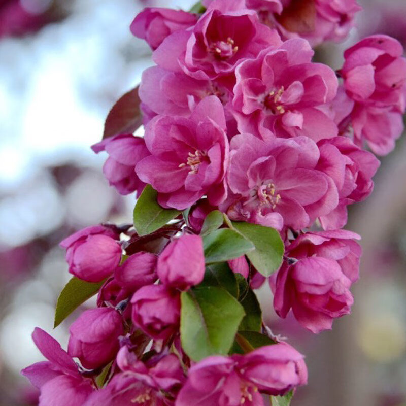 庭院地栽大型高杆西府垂丝耐寒庭院花卉苗庭院木本植物 红宝石海棠 主