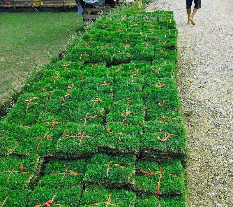 草皮真草坪带泥土别墅花园绿化四季青果岭草台湾草马尼拉草皮带土