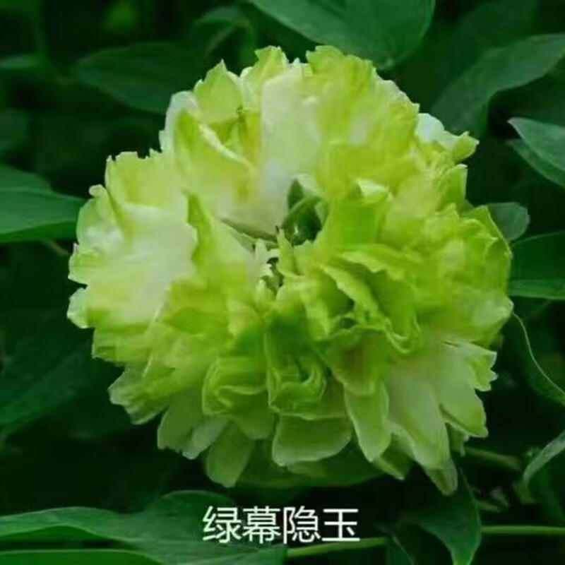 涵山菏泽观赏牡丹花苗盆栽庭院花卉洛阳牡丹树苗室内外阳台重瓣大花 8