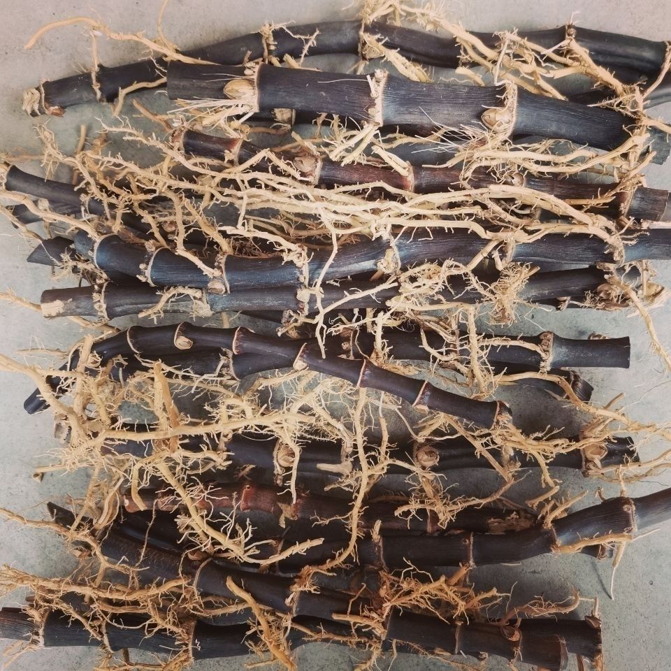黑竹根紫竹根三年以上老竹根紫竹棵药用竹棵年份足 新鲜紫竹根一斤