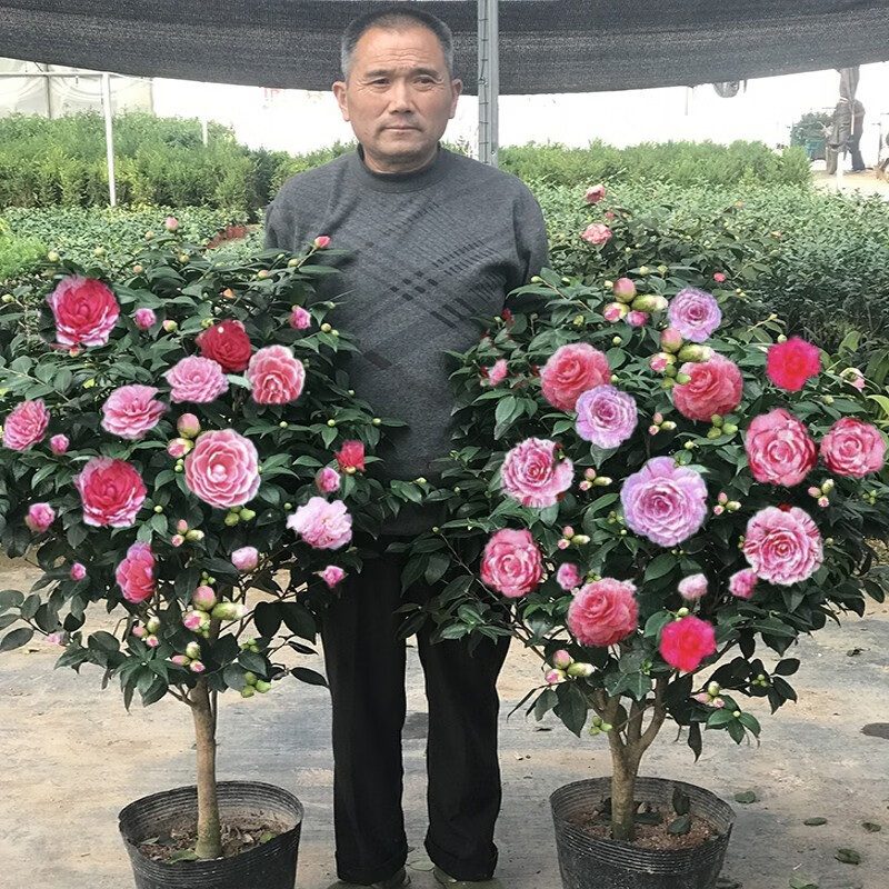 ͥԺ�ͺ�ɽ�軨�����ļ����໨���Ͷ��軨¥���Ͷ�����������ֲ�� �Ͷ��軨1���ִ�50���׸� 50Ԫ��4��(��12.5Ԫ/��)