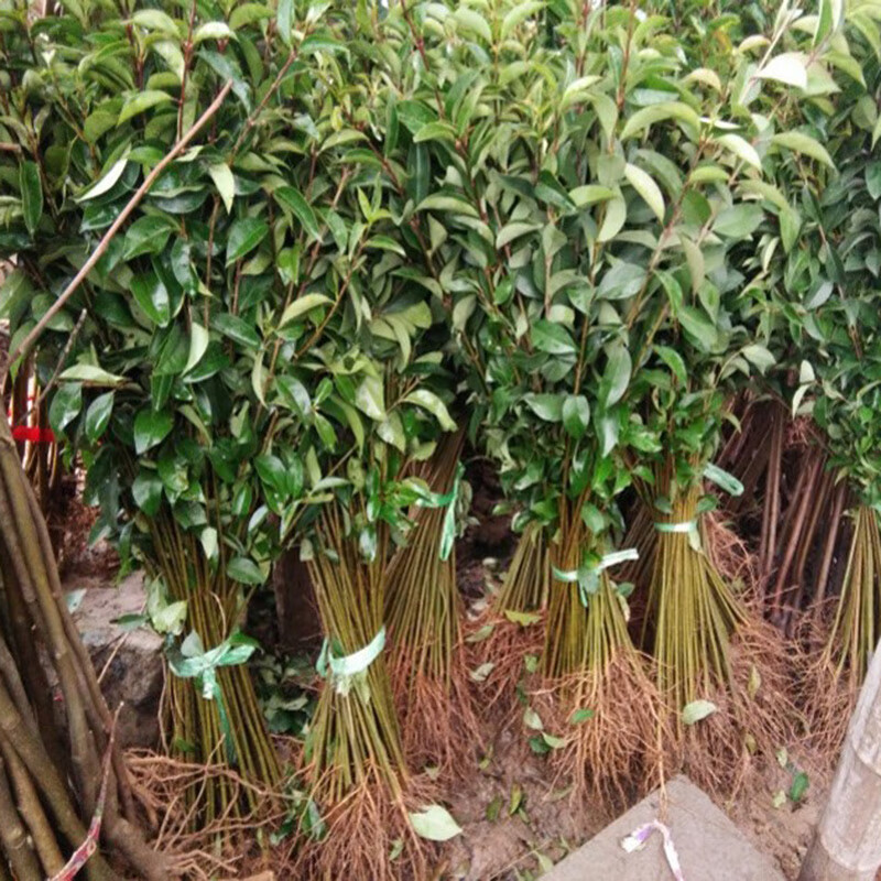 大叶女贞树苗大树高杆大叶女贞小苗庭院绿化南北方种植四季常青 大叶