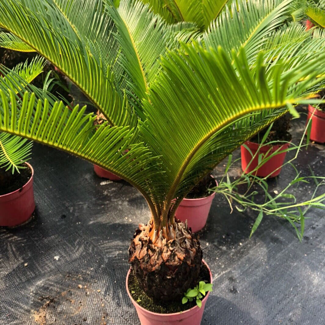 10公分公母一对