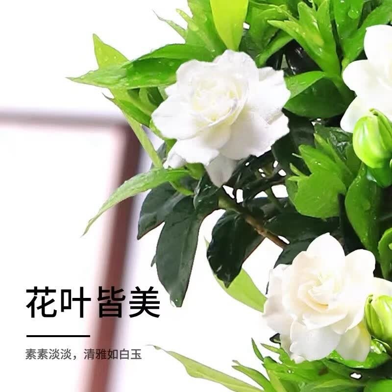 秋芊卉带花苞牡丹丛生浓香栀子花阳台室内盆栽花卉四季开花枝子花植物 牡丹大叶丛生栀子花中盆 树脂花盆栽好发货