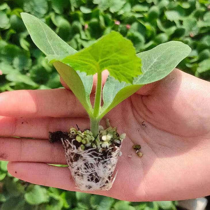 高产西葫芦蔬菜秧苗占瓜苦瓜黄丝瓜苗子阳台盆栽地载蔬菜瓜苗批发 一