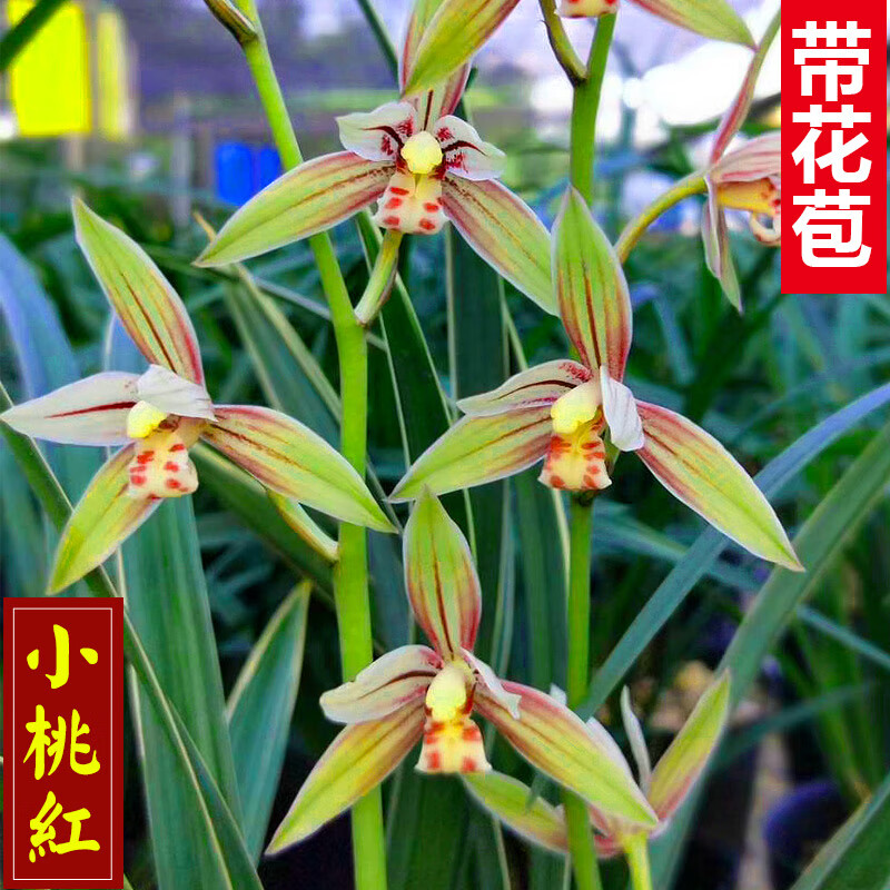 名贵兰花大红袍墨兰盆栽室内花卉四季大花朵绿植兰草兰花苗 小桃红5苗
