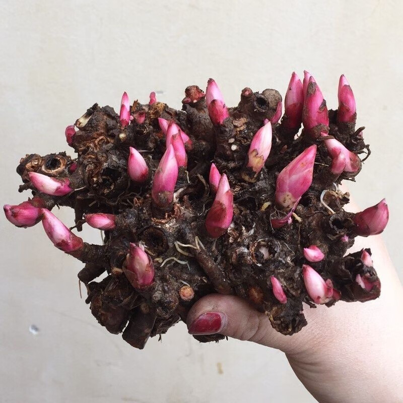 盆栽地栽芍药花苗 芍药芽根花卉带芽芍药根块多年生芍药花苗洛阳当年
