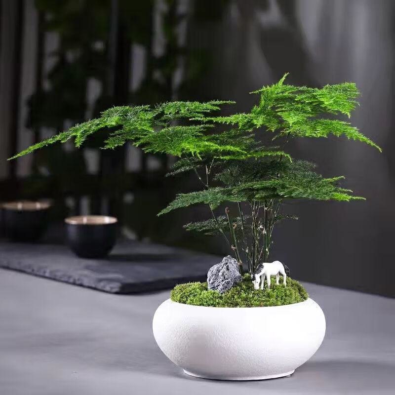 文竹盆栽绿植室内土水培植物云竹盆景带盆花卉客厅四季常青文竹苗