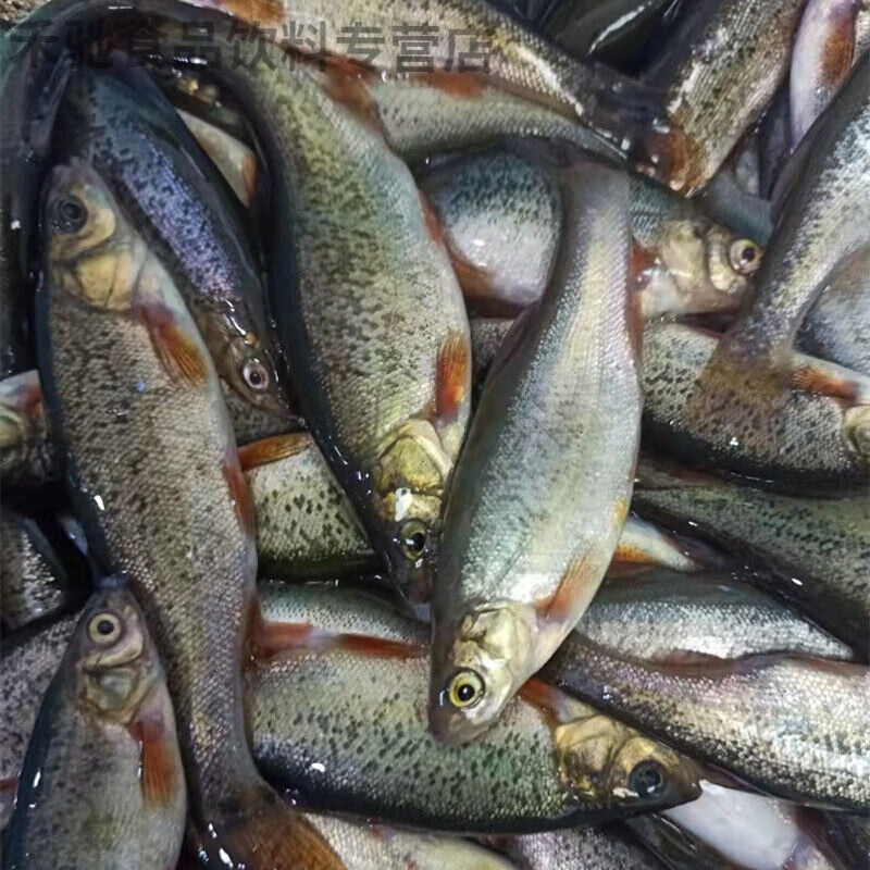 黑龙江特产淡水鱼鲜活柳根鱼红赤子小杂鱼 3斤大号柳根鱼每斤25条左右
