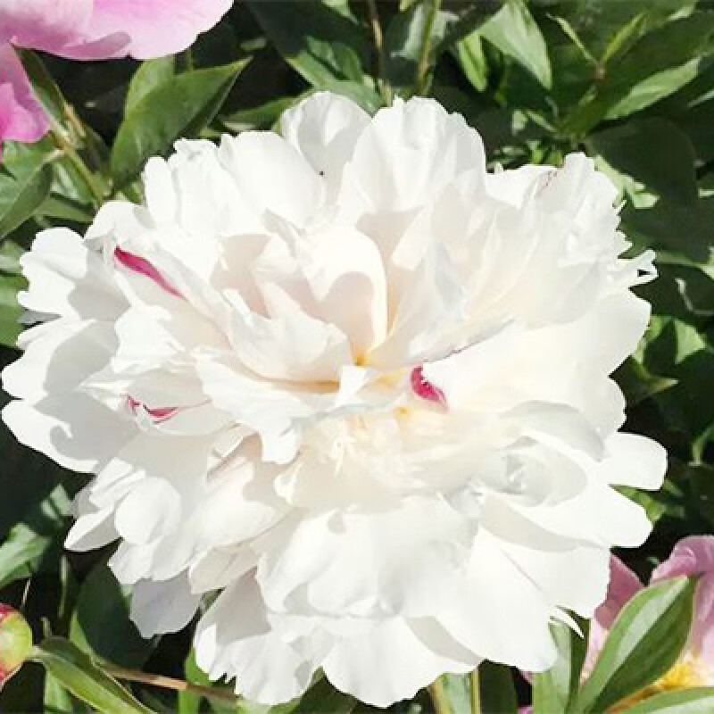 庭院盆栽室内室外地栽芍药花卉 粉盘藏珠15-20芽头(当年开花) 根块