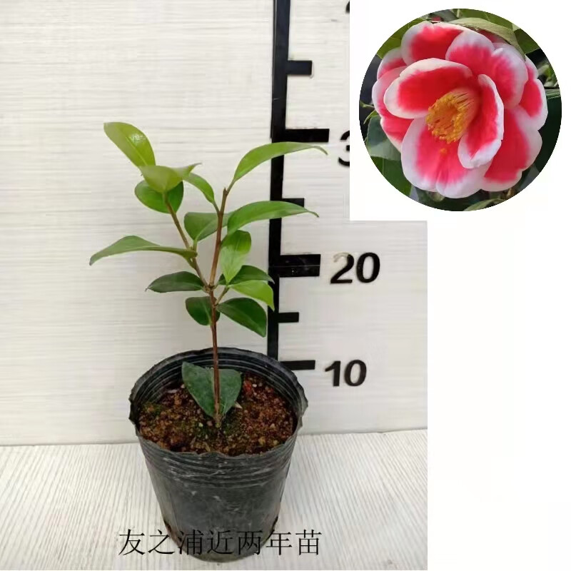 名贵日本进口品种茶花友之浦雅子酒盅花酒天童子阳台庭院绿植花卉四季