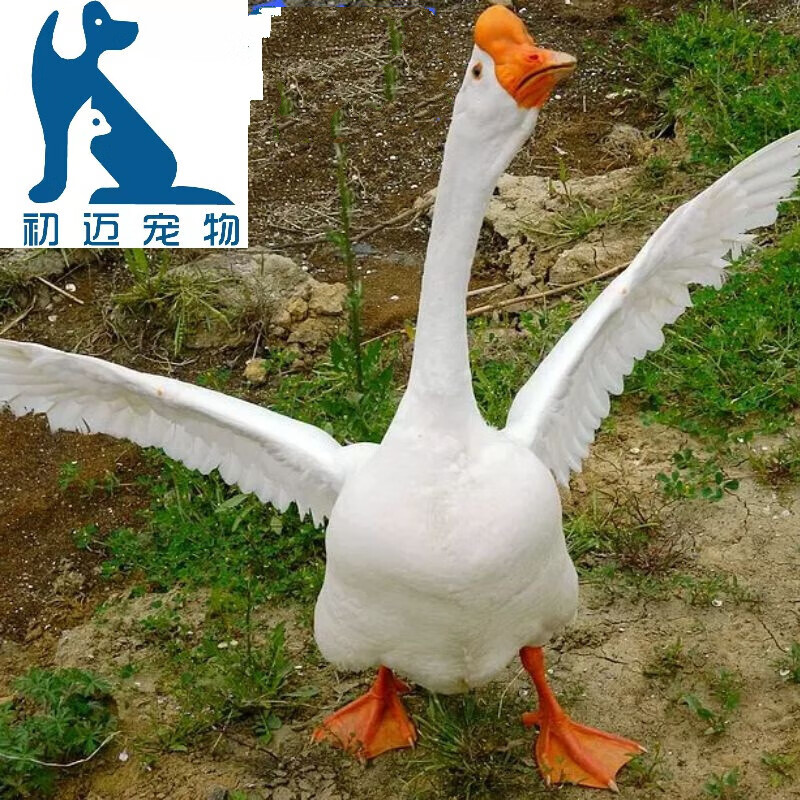 三花鹅苗四季鹅苗狮头鹅苗产蛋百子鹅苗活体小鹅仔 三花鹅苗一只价 满