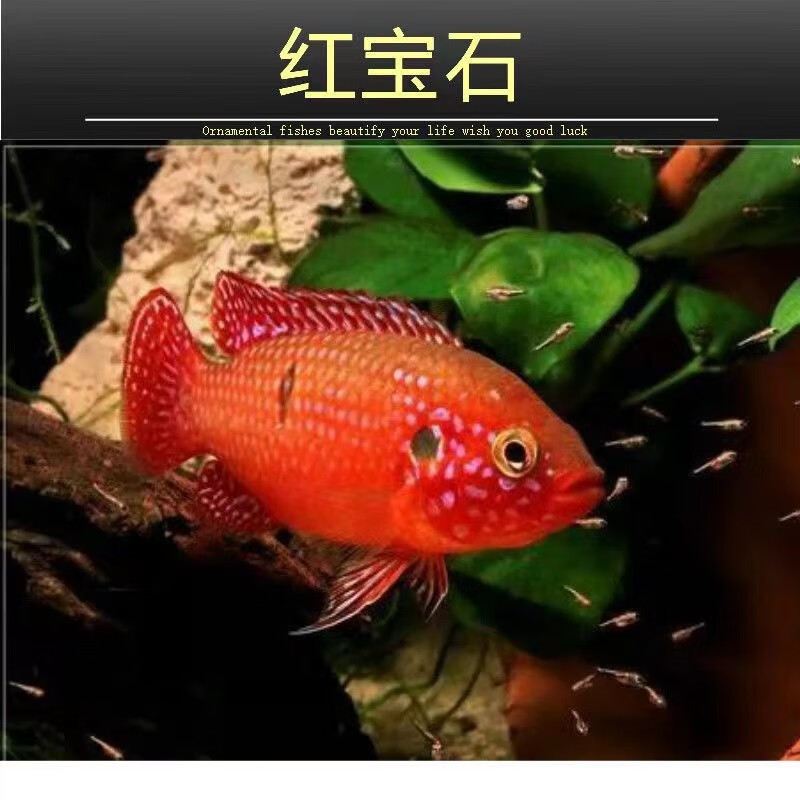 乐淘逸宠红宝石鱼活体血钻鱼热带观赏鱼球型三湖慈鲷马鲷科 7-8cm红