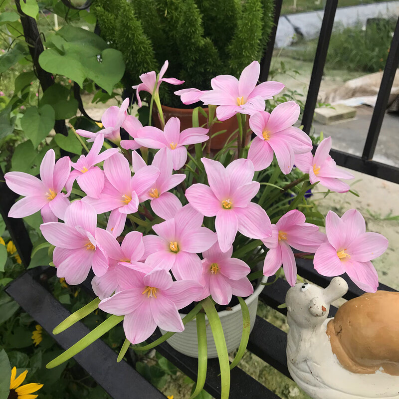 风雨兰套餐庭院绿化韭兰种球葱兰胖丽丽耐热球根花卉韭莲花植物 樱