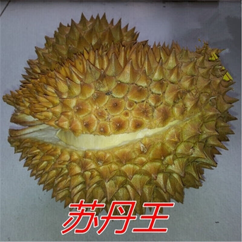 榴莲苗泰国榴莲树苗嫁接金枕头南北方种植盆栽苗当年结果 苏丹王6年苗