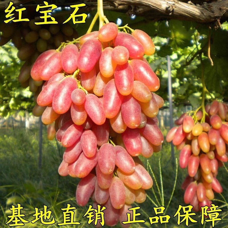 红宝石葡萄苗 南北方种植盆栽爬藤提子 葡萄树苗果树苗木 5年苗 树苗