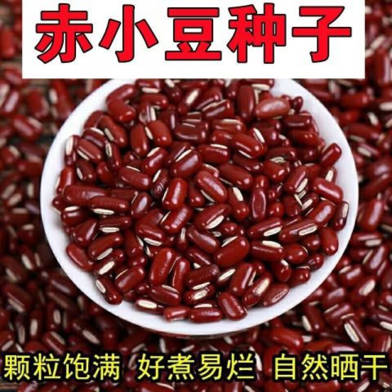 赤卉正宗赤小豆种子新货长粒赤豆高产赤小豆种子盆栽田园杂良种子 散