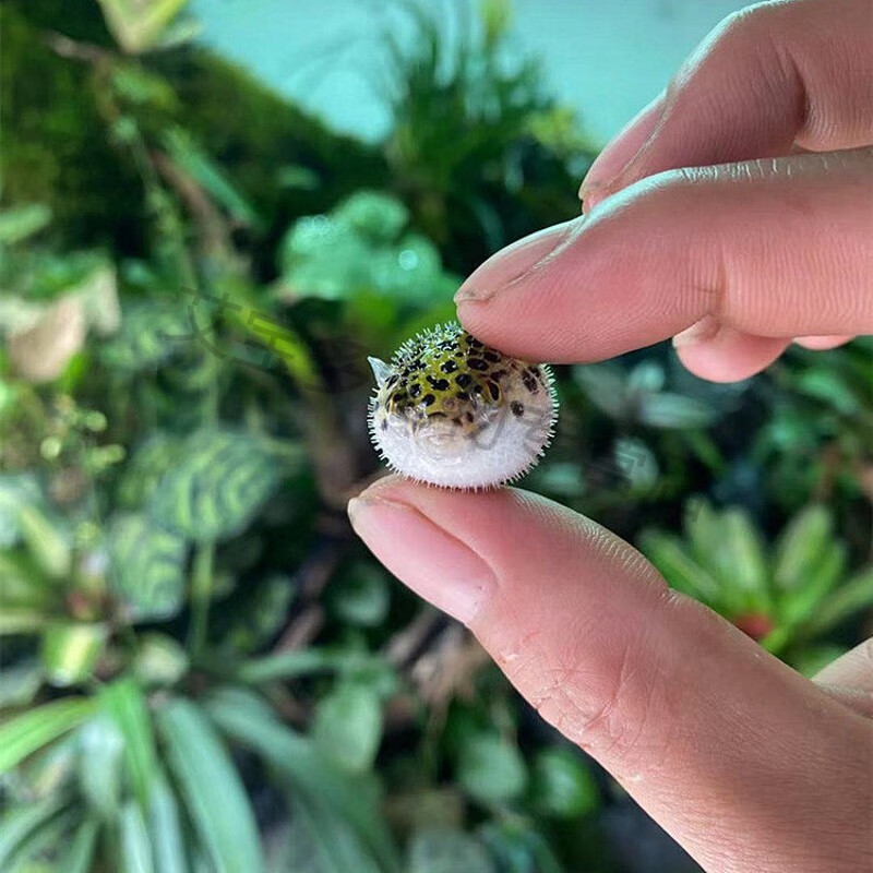 宝诺滋河豚活体宠物气泡鱼斑马狗头潜水艇热带淡水观赏鱼生气鼓起鱼 2