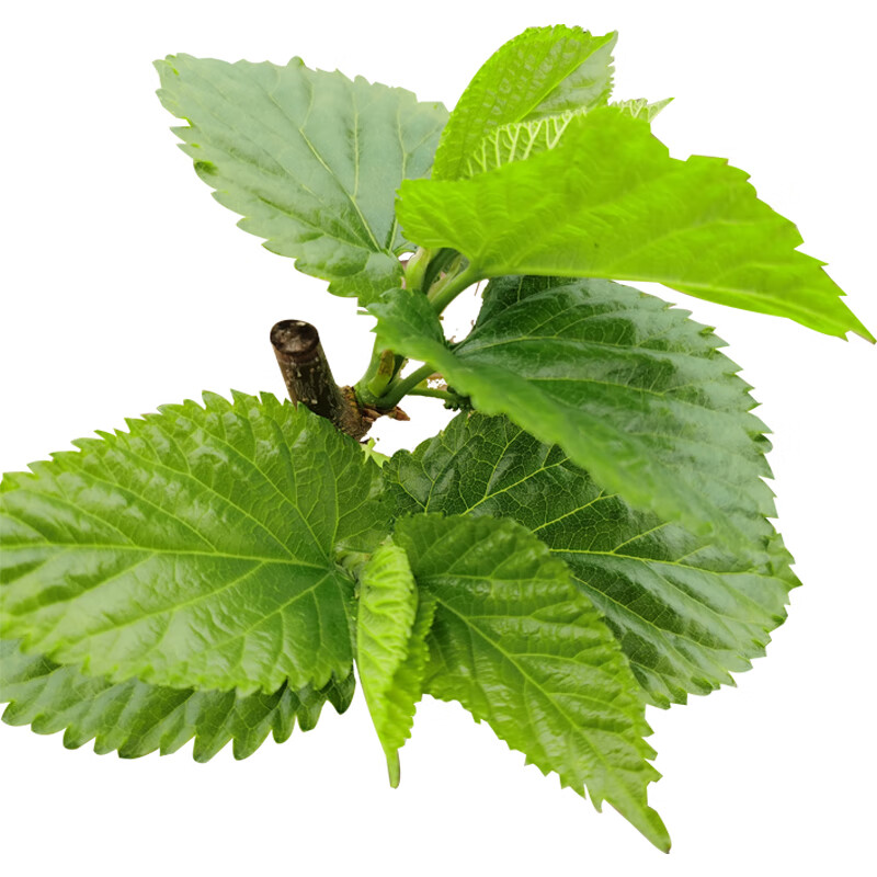 新鲜桑叶食物蚕宝宝套装农家现摘嫩桑叶桑树叶500克1斤送工具 树苗1棵