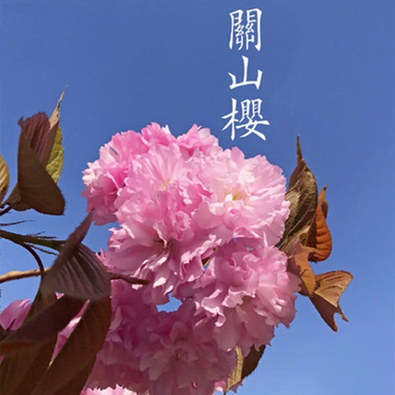 欧悟 樱花苗樱花树苗 嫁接早樱晚樱盆栽地栽 庭院阳台绿化苗木花卉 关