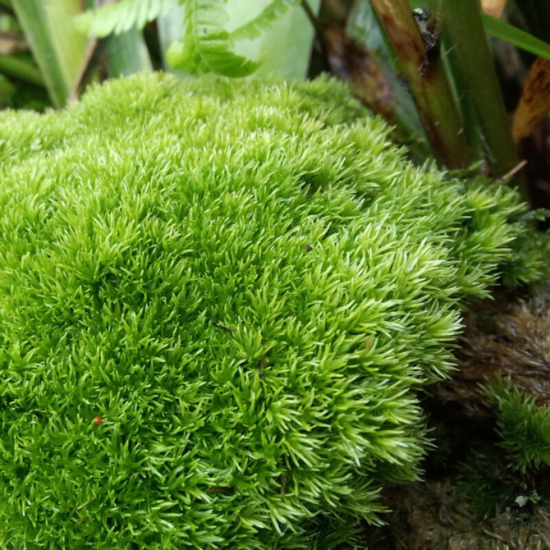 短绒藓生长环境图片