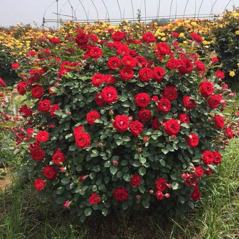 清韵伊人月季花球成品造型苗别墅花园盆栽公园美化绿化当年开花耐寒花