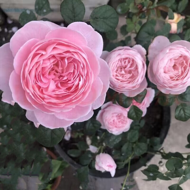 别墅爬藤植物欧月大苗欧洲藤本月季花苗盆栽地栽四季好种 瑞典女王