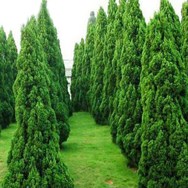 博之耀清明柏树苗四季青柏松侧柏桧柏柏树蜀桧宝塔松龙柏苗工程苗木