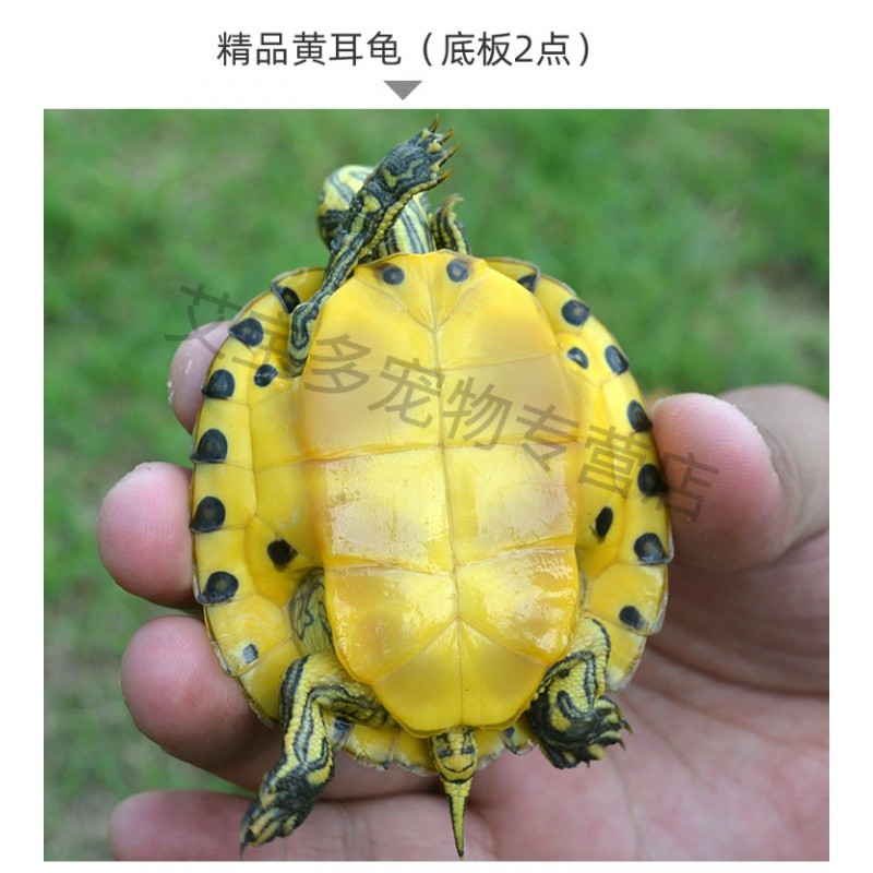 深水龟鱼缸混养观赏宠物吃粪黄耳龟侧颈水乌龟活物头 特纯2-4点 3-4