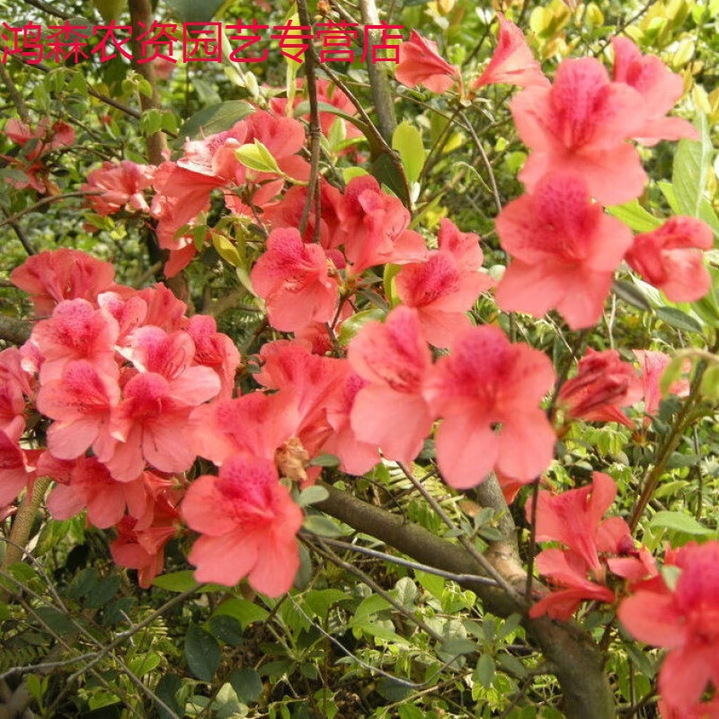 映山红花苗盆景阳台栽植毛杜鹃沂蒙山杜鹃花当年开 a 映山红(红粉色)