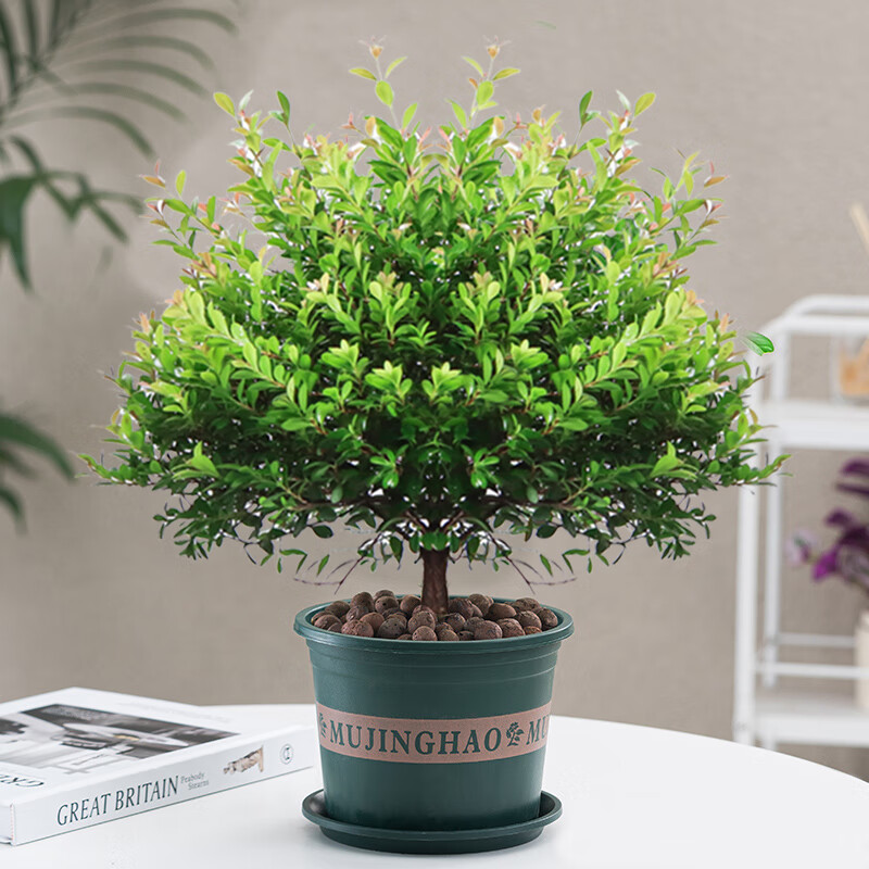 盆栽绿植花卉室内客厅好养美观四季常青 大号赤楠(180#绿色加仑盆)